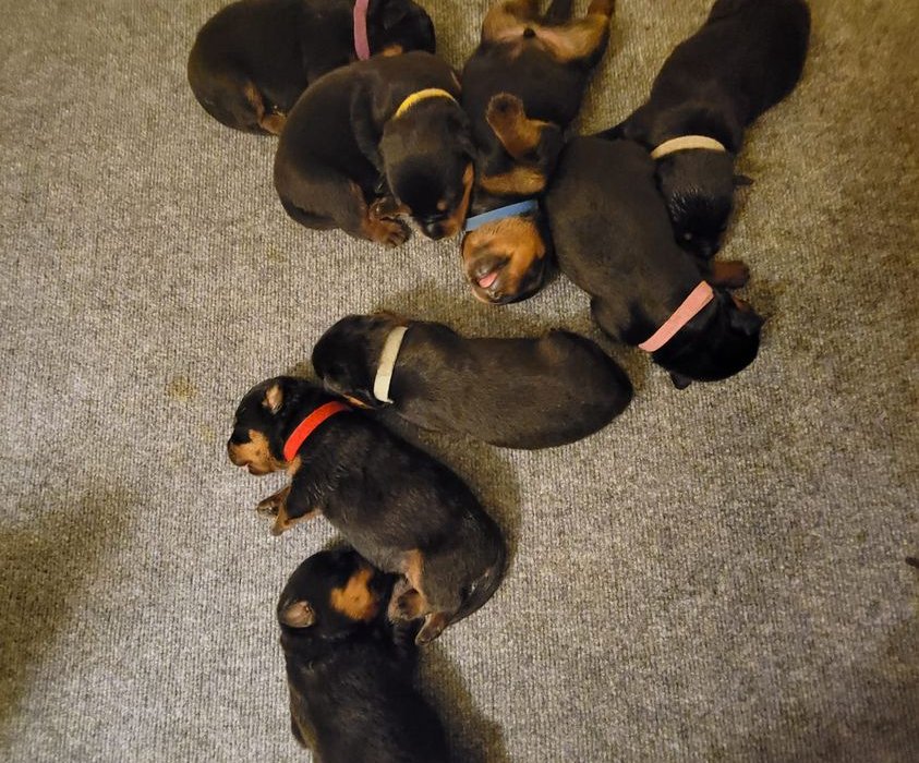 Sky store valley rottweilers