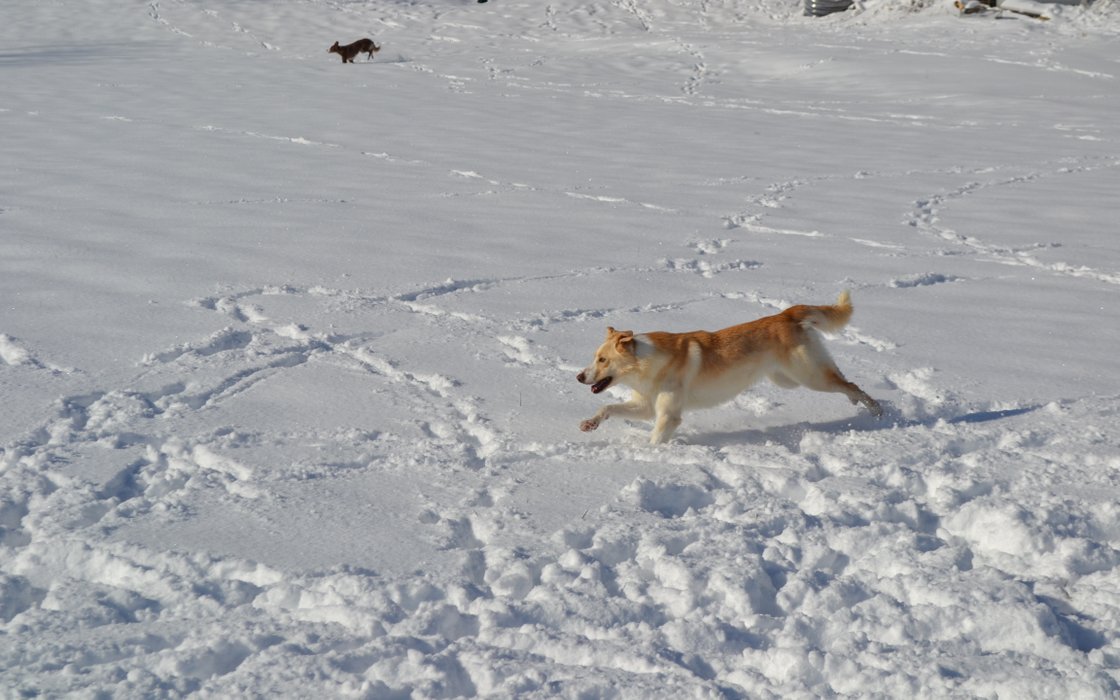 Plum hollow border sales collies