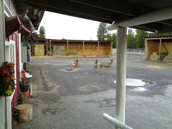 Lapine feed store and pet supply