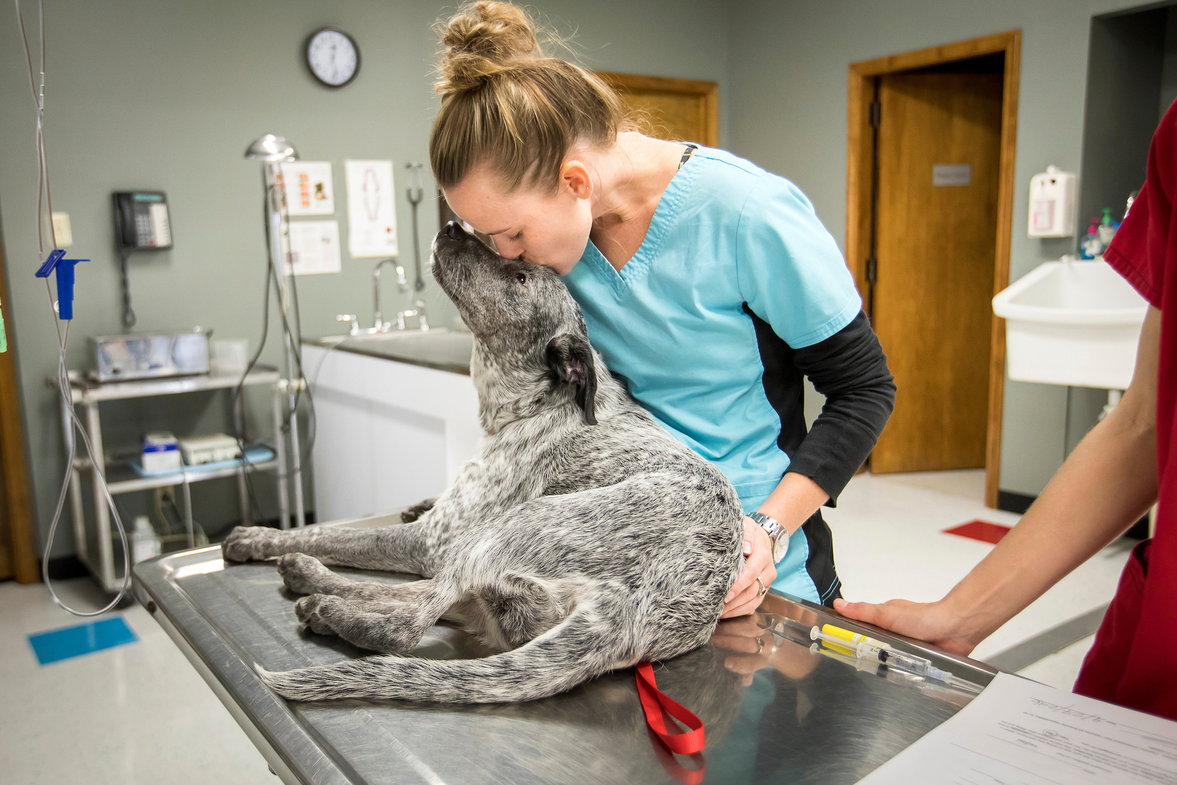 Pet student. Ветеринария. Ветеринария красивые картинки. Басимов Сабирьян ветеринар. Фото на аву Ветеринария.